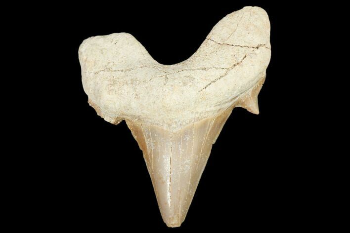 Fossil Shark Tooth (Otodus) - Morocco #103163